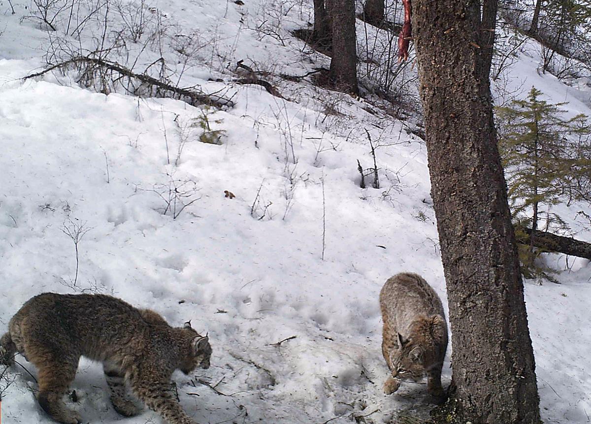 Caught Bitterroot Cameras Find Wolverines Lions And Eagles