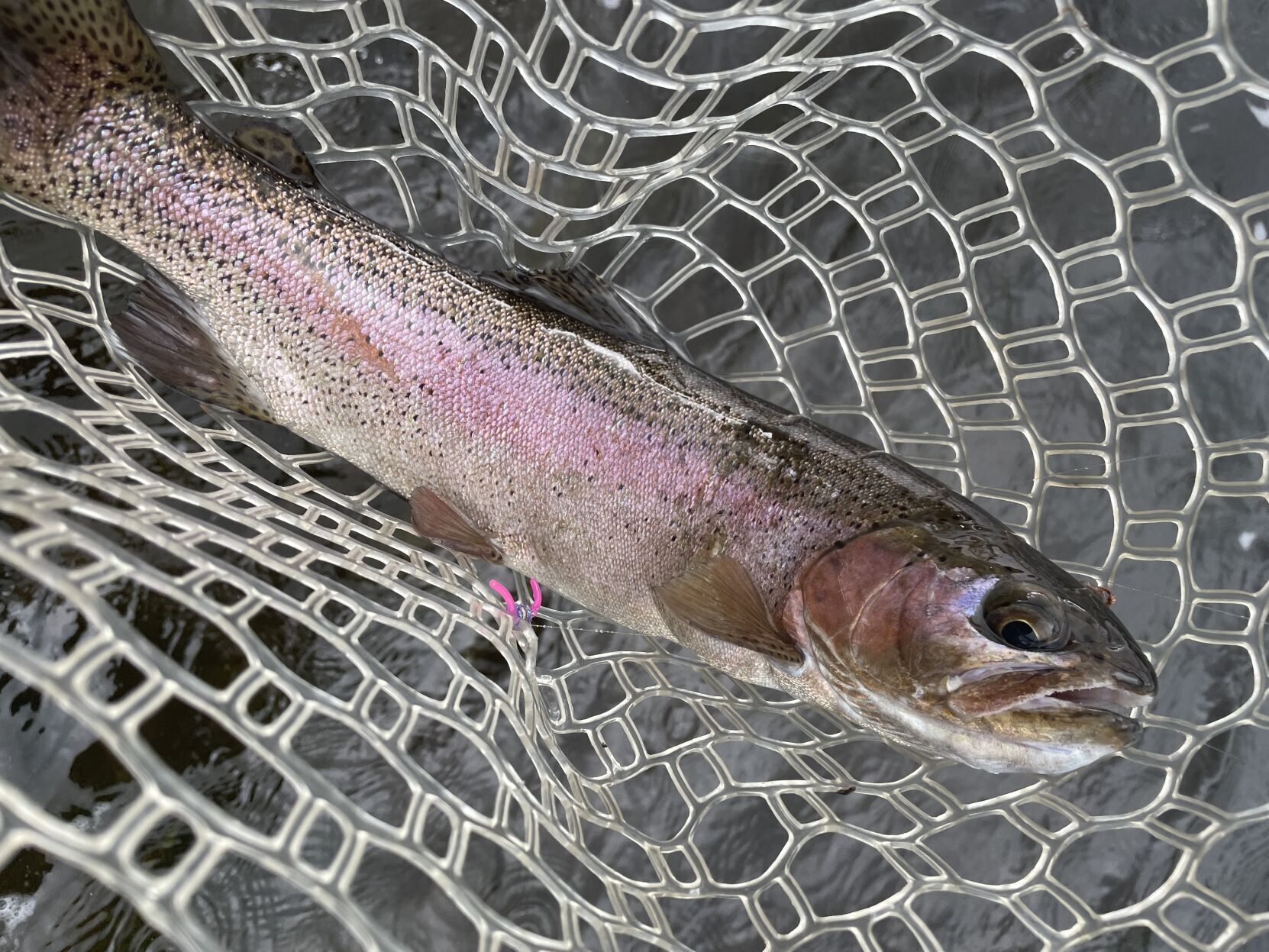 CSKT officials issue fish consumption advisory