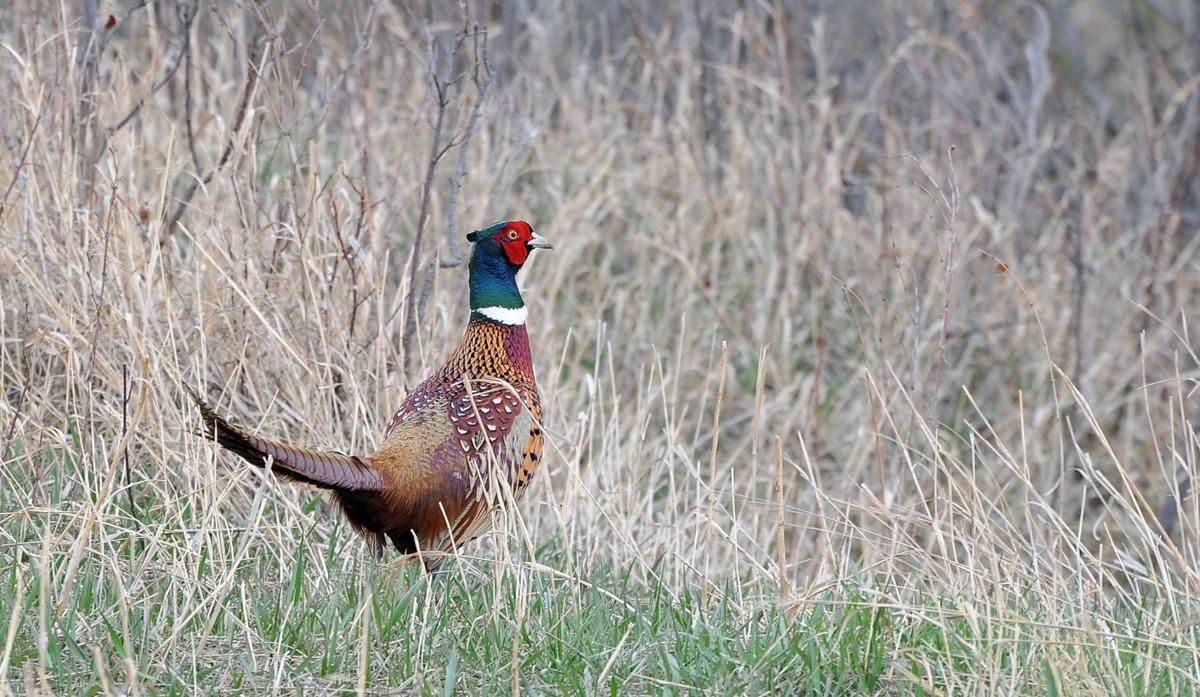 Get outside Pheasant season opens Saturday across Montana