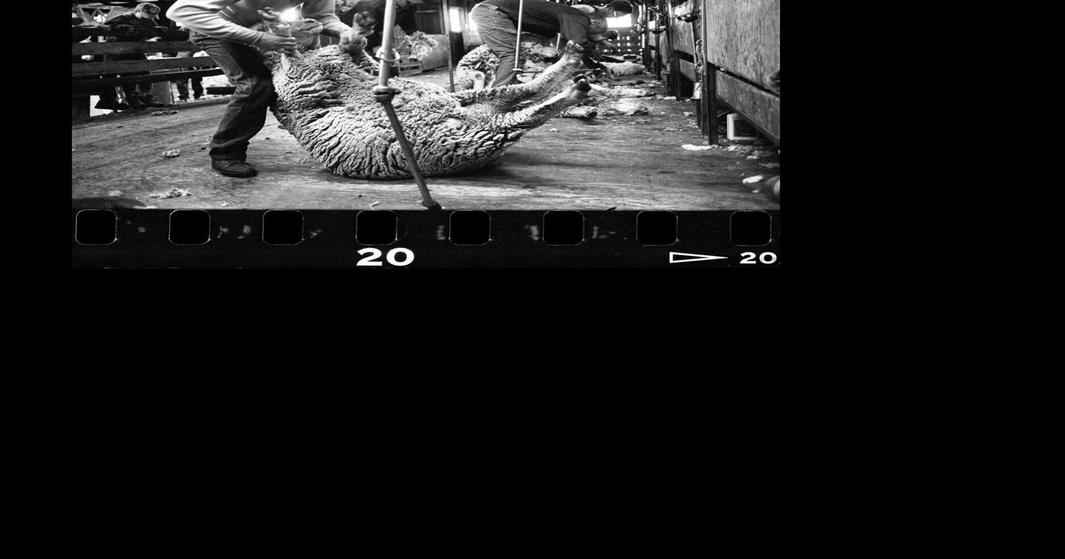 Things to do in Missoula: Montana rock 'n' roll and livestock photography