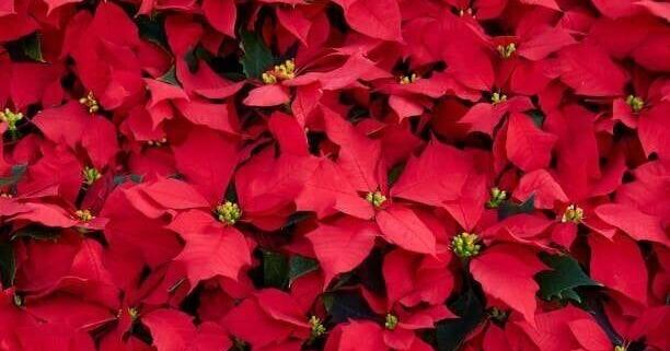 Five plants that scream the holiday season