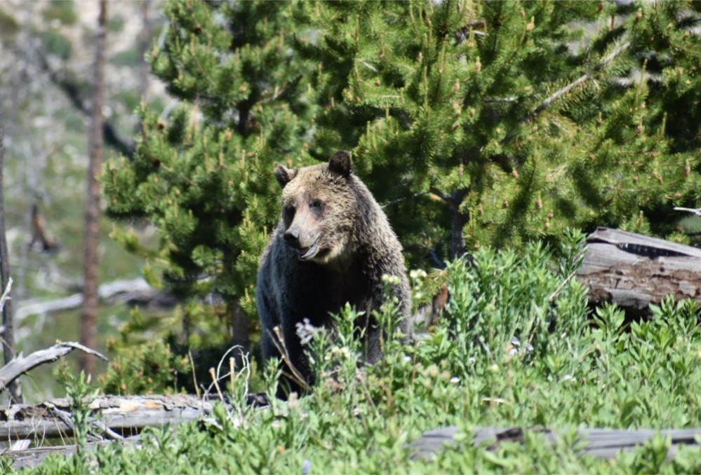 Video shows release of 2 captured Montana grizzly bears 