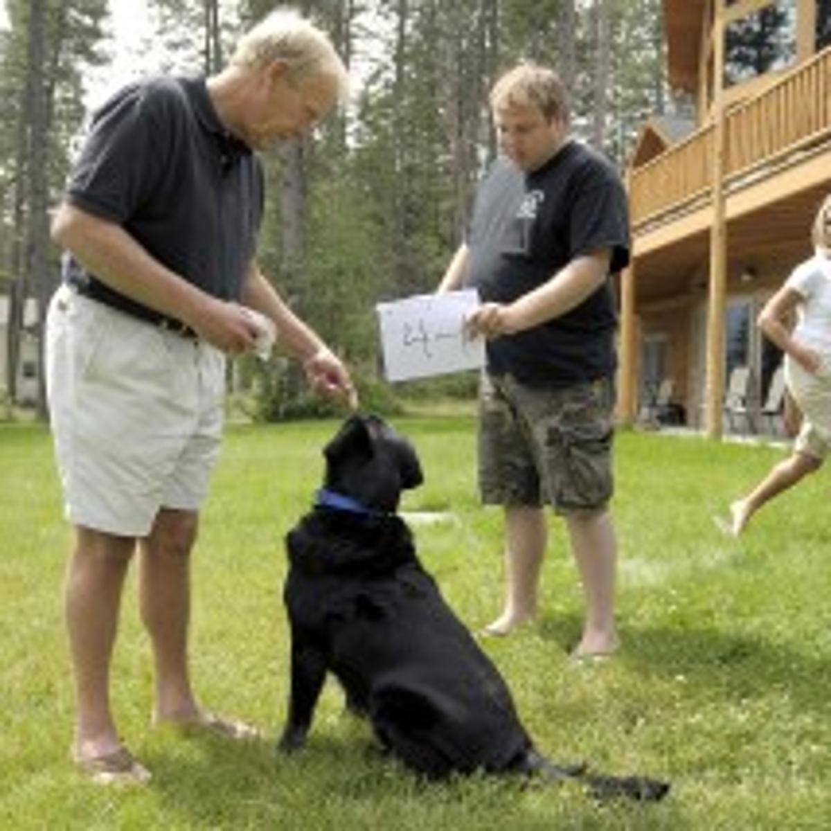 Beau The Labrador Retriever Is A Canine Calculator State Regional Missoulian Com