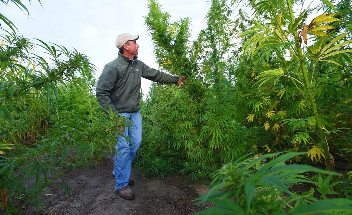 Hemp crop