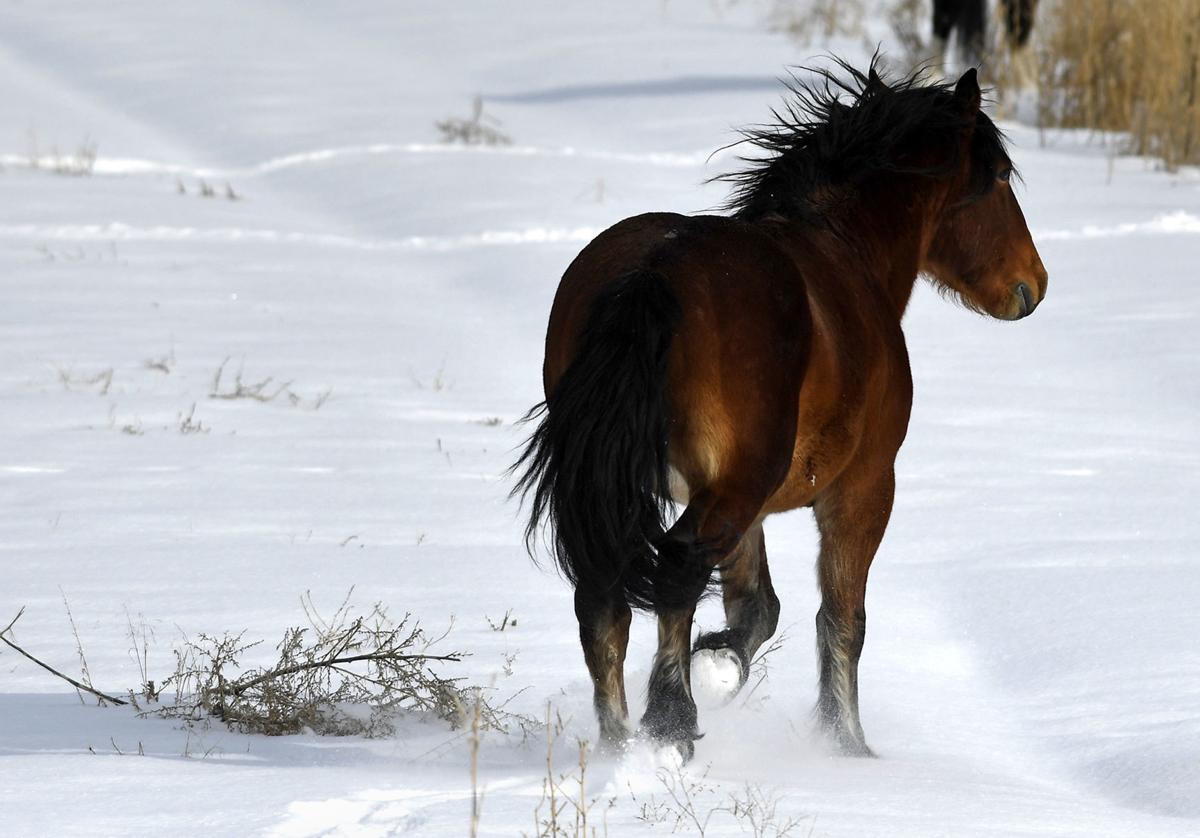 Ghost Herd Wild Horses Make Rare Appearance Local