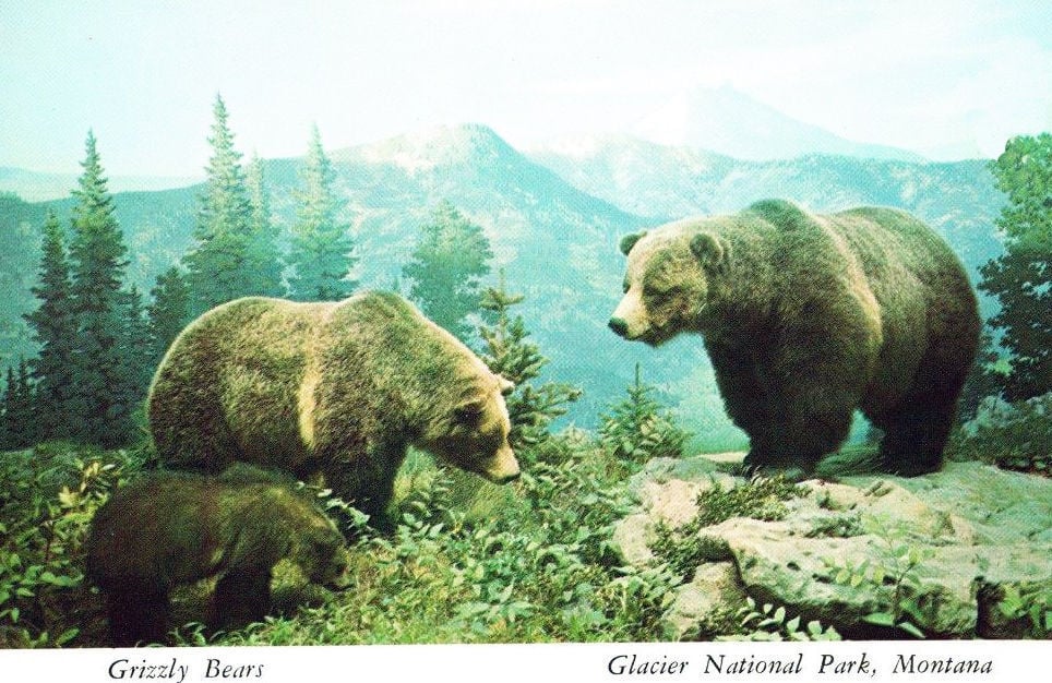 Hunters report concerning uptick in grizzly bear sightings: 'Something  pretty big is going on and we don't know why