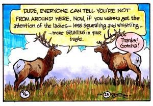 Bull elk may have accents, bugling differently depending on where they live