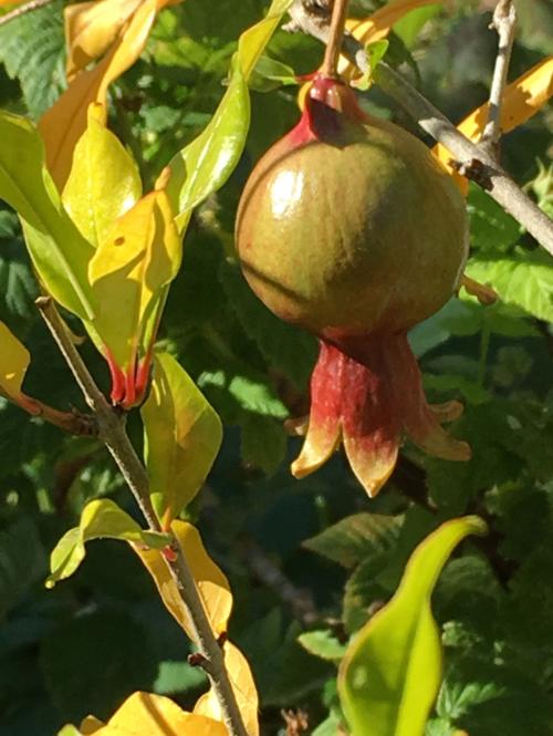 Montana Pomegranate
