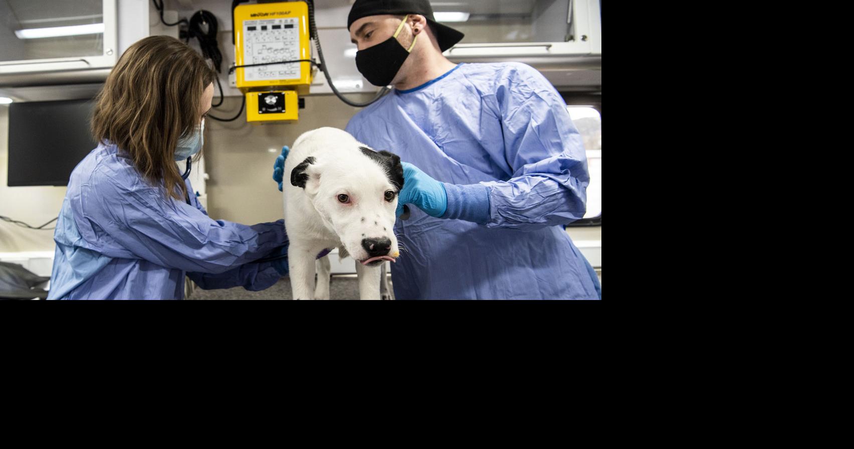 'The Vaccinator': New mobile hospital at Western MT Humane Society