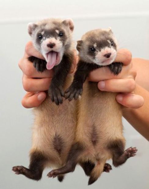 black footed ferret stuffed animal