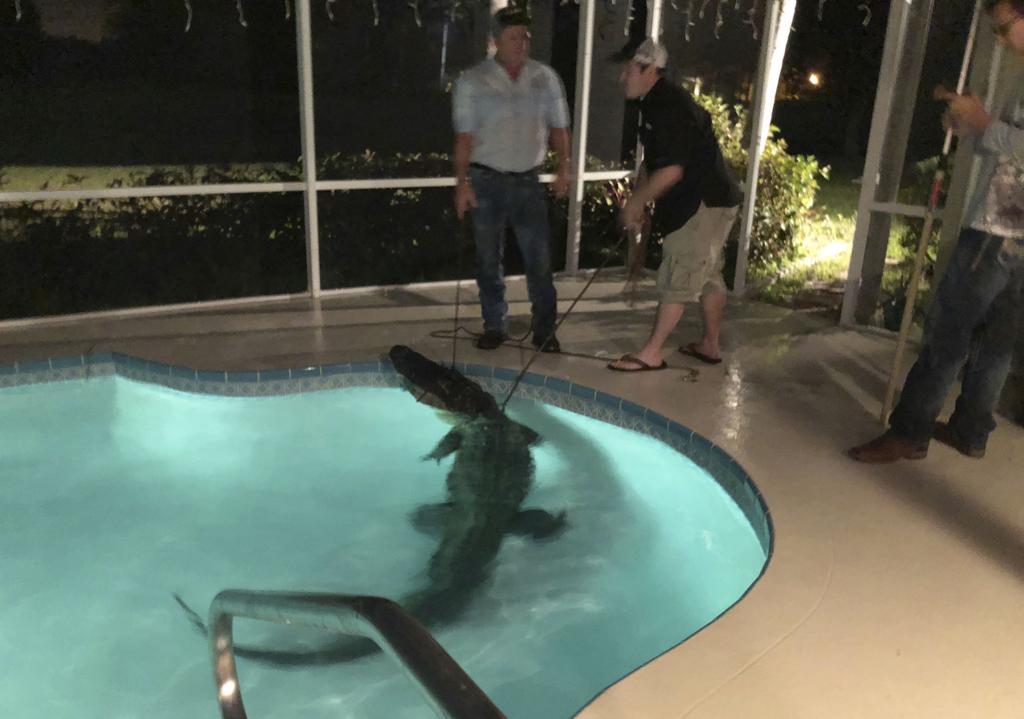Florida Gator In Backyard Pool As Reptiles Warm To Spring