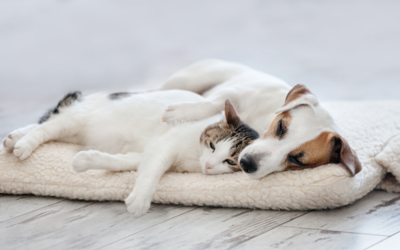 Keep Your Living Space Looking and Smelling Good with These Pet Stain and Odor Removers