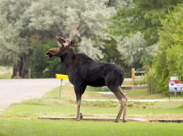 Game wardens tranquilize moose near Casper, send it to the Big Horns ...