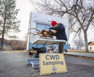 FWP experts to discuss mule deer, chronic wasting disease in Missoula