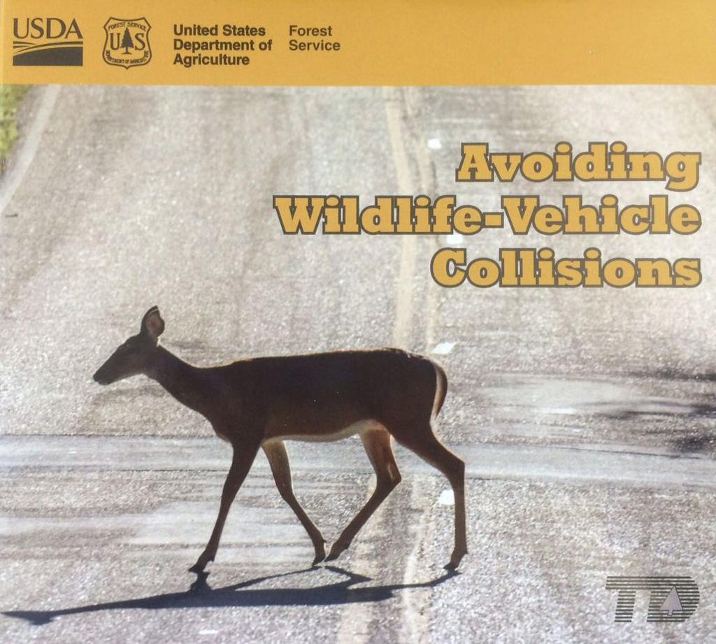 Surprising science of deer in the headlights: It's better to just hit them