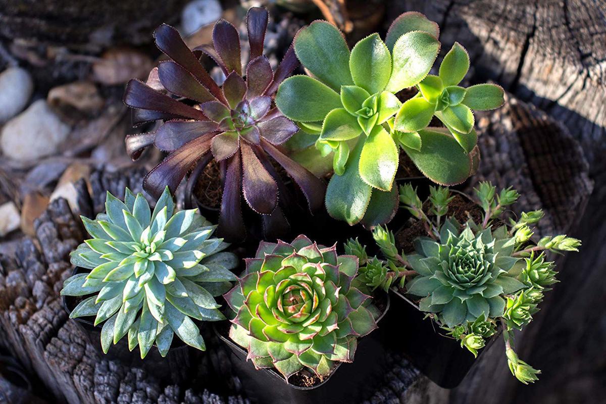 These beautiful succulents are the easiest house plants ...