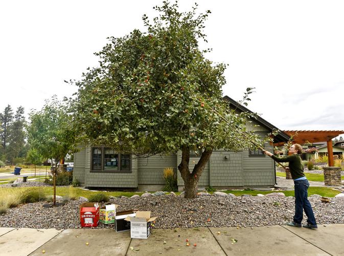 090415-mis-nws-bears-apples-01