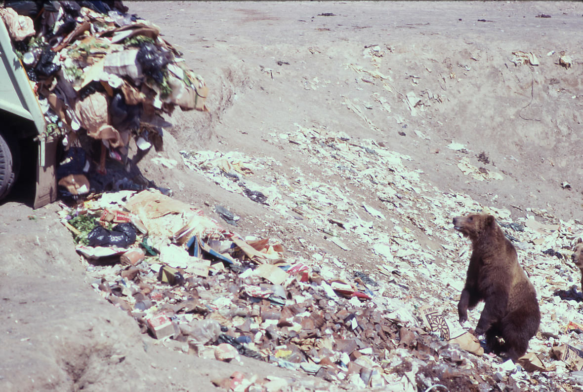 grizzly bear at Yellowstone dump