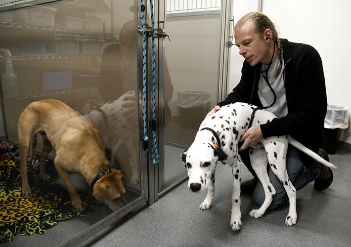 Veterinarian shortage dogs Juneau