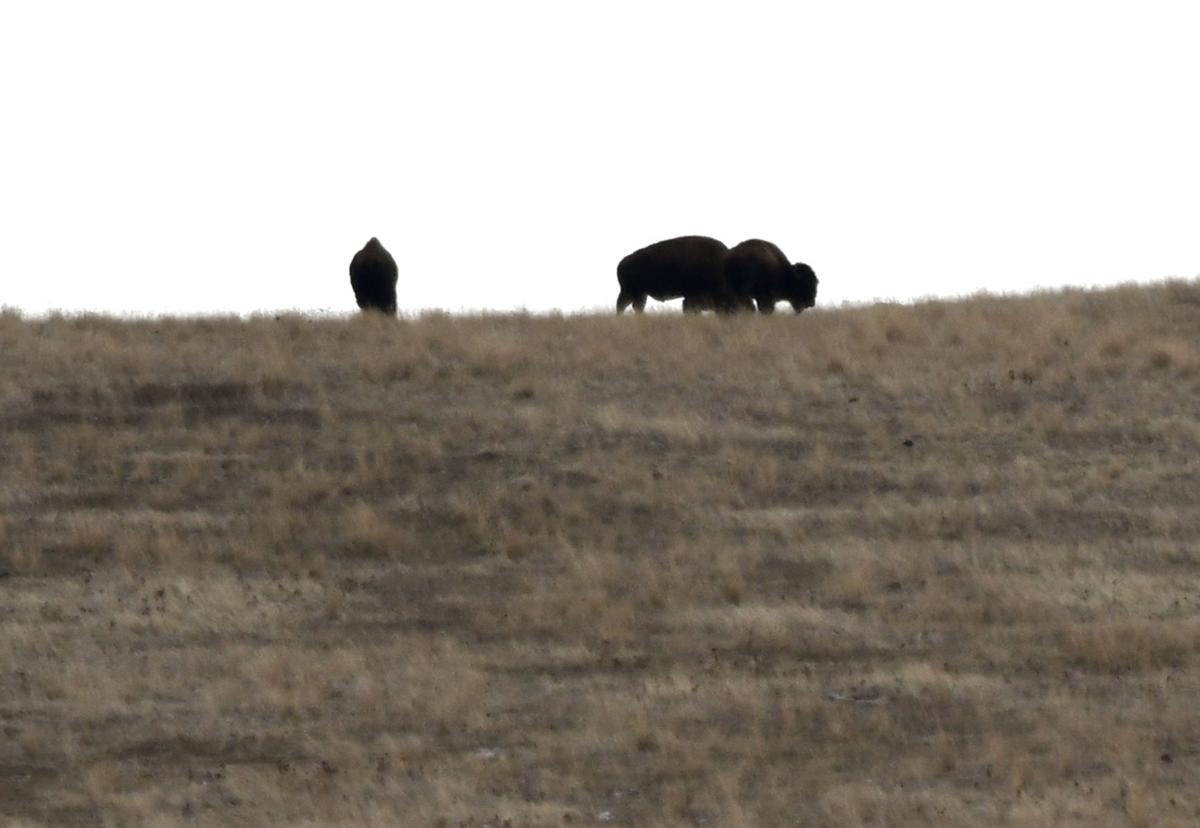 Bison Range 3 (copy)
