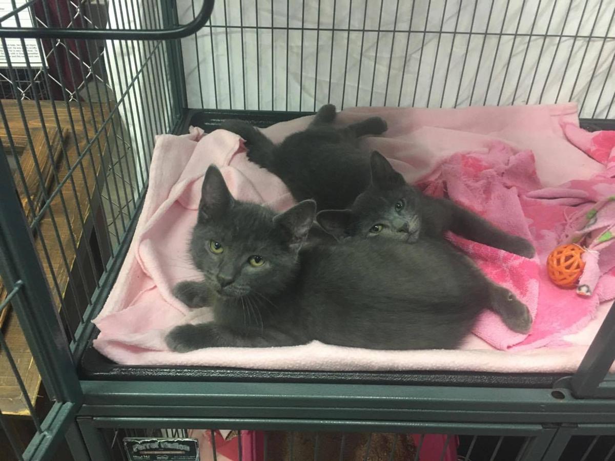 Adopt this adorable bonded pair of kittens for twice the love Pets