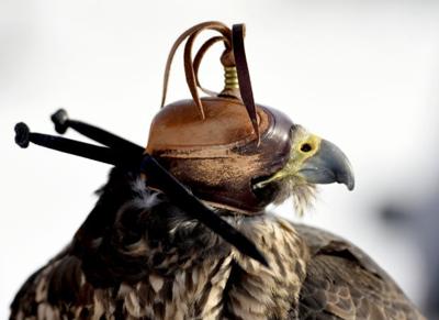 Poultry Producers Warned As Bird Flu Kills Captive Falcon In