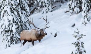 $158,000 for a bull elk? Groups compete to auction Montana hunting licenses