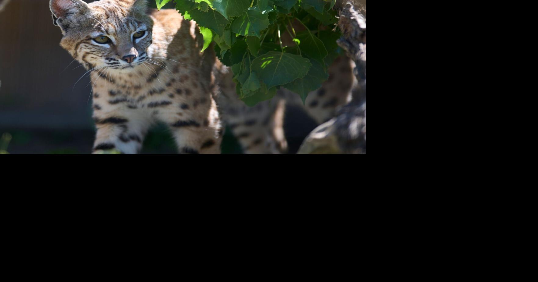 Montana State supports wildlife conservation through partnership with ZooMontana