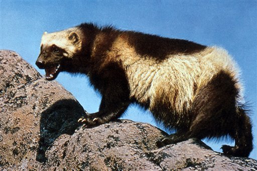 Wolverine Trapping
