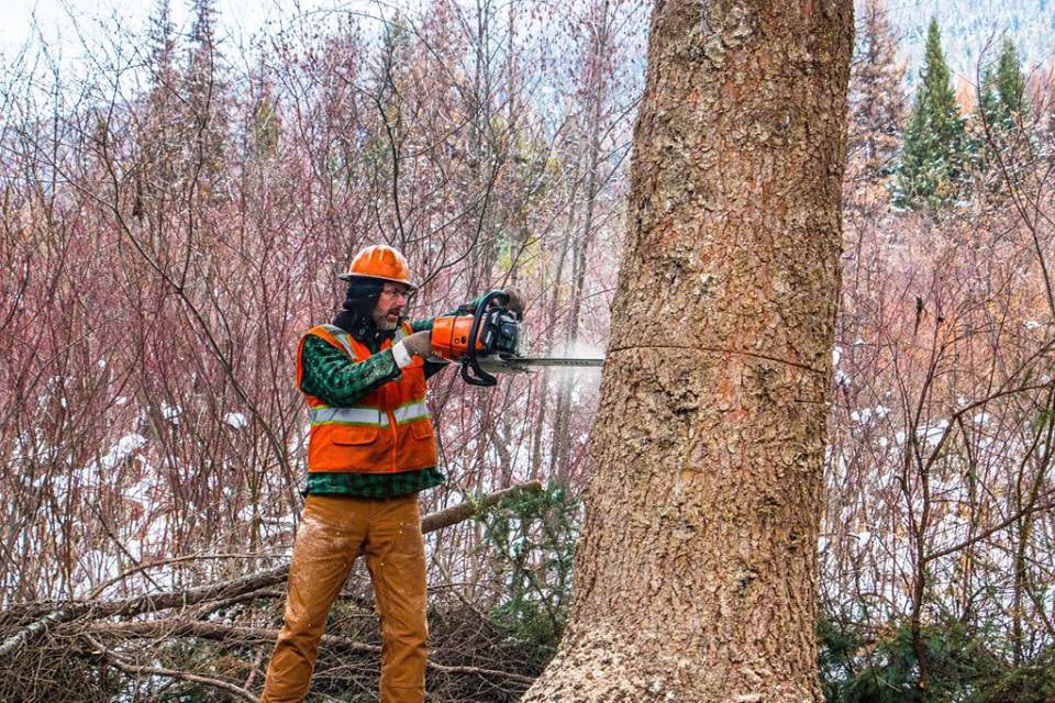 logging