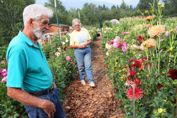 Garden west of Hamilton blooms with 300 varieties of dahlias in rainbow of  colors