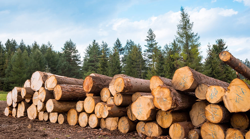 Timber sale proposed for Plains area