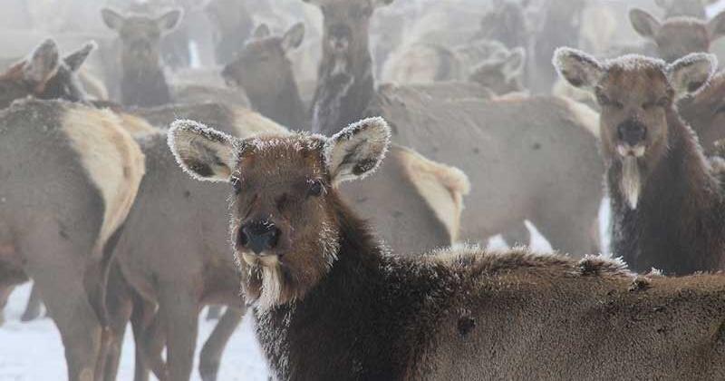 Forest seeks comments on reauthorizing 2 Wyoming elk feedgrounds