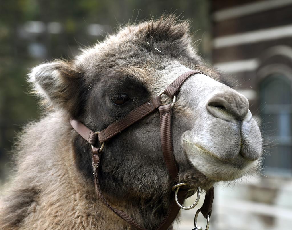 Bactrian Buddies Kalispell Man Would Walk A Mile For A Camel Local News Missoulian Com