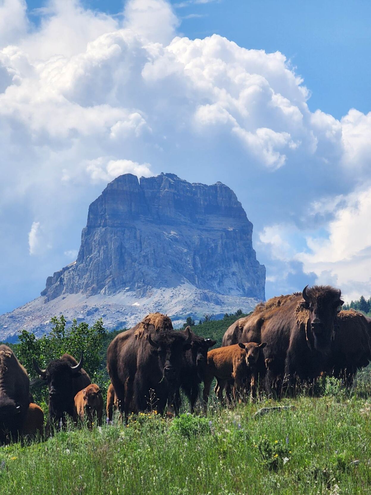 Blackfeet Release Wild Buffalo On Tribal Land