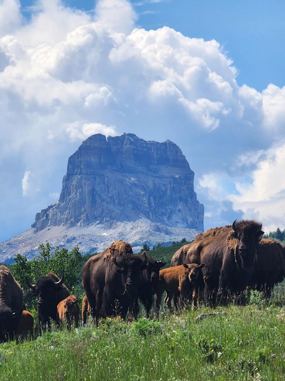 Blackfeet release wild buffalo on tribal land