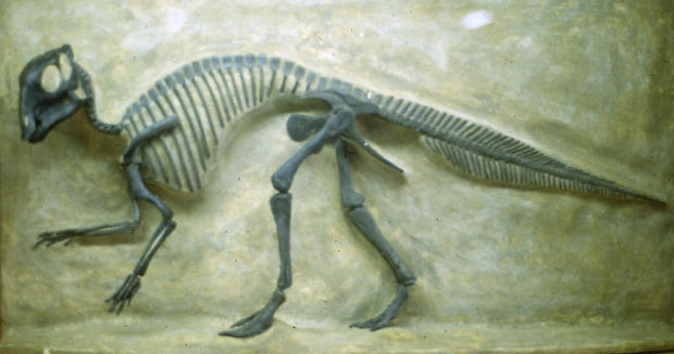 maiasaura fossil