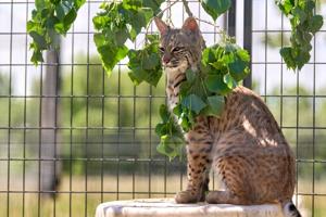 Montana State supports wildlife conservation through partnership with ZooMontana