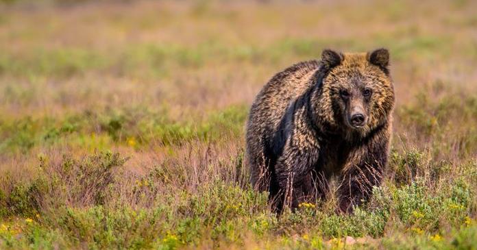Rare grizzly bear sighting confirmed in Bears Paw Mountains - Vimarsana News
