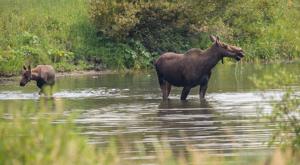 Making moose sexy: Selling Yellowstone science to the public