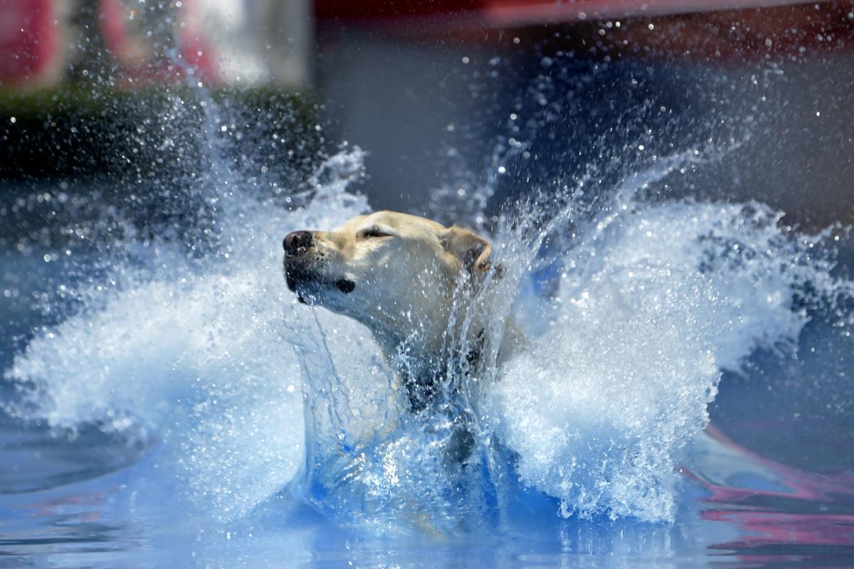 Paws first Diving dogs make a splash at fair competition Local News