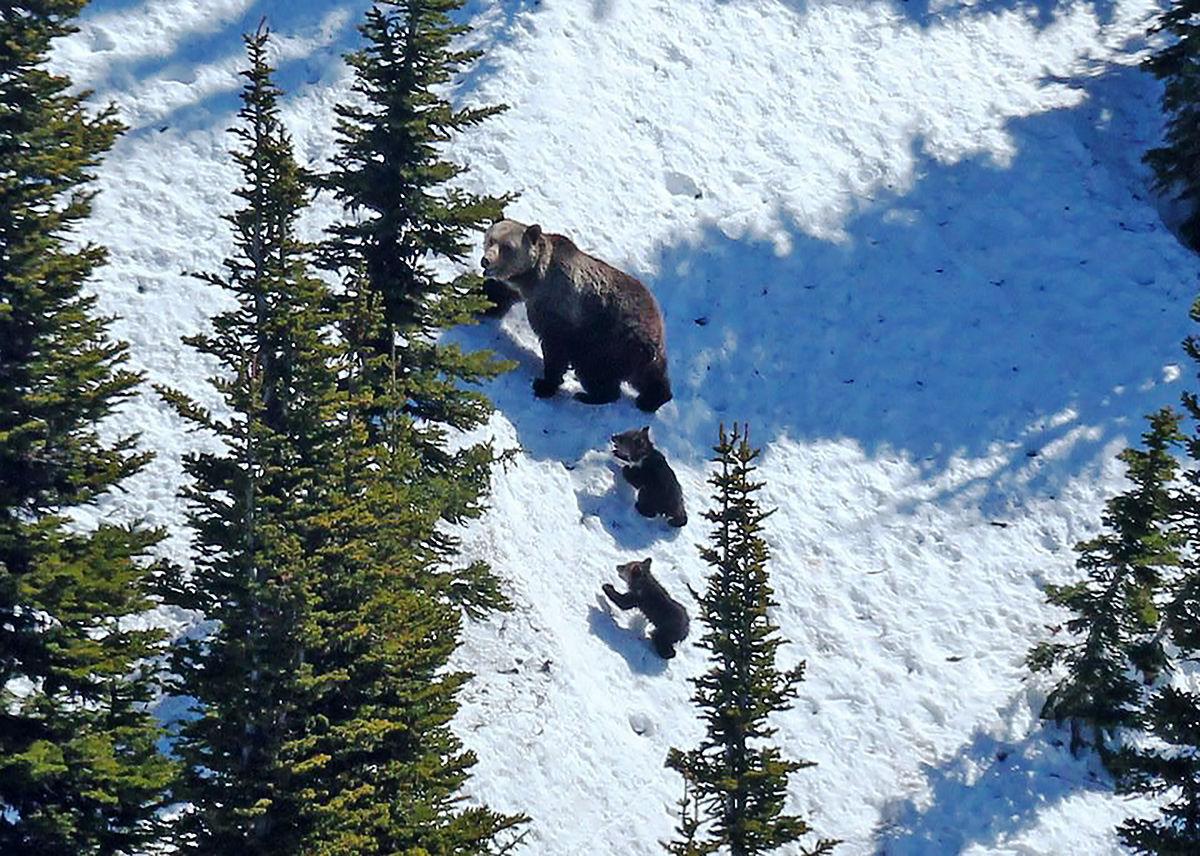 Grizzly band cubs (copy)
