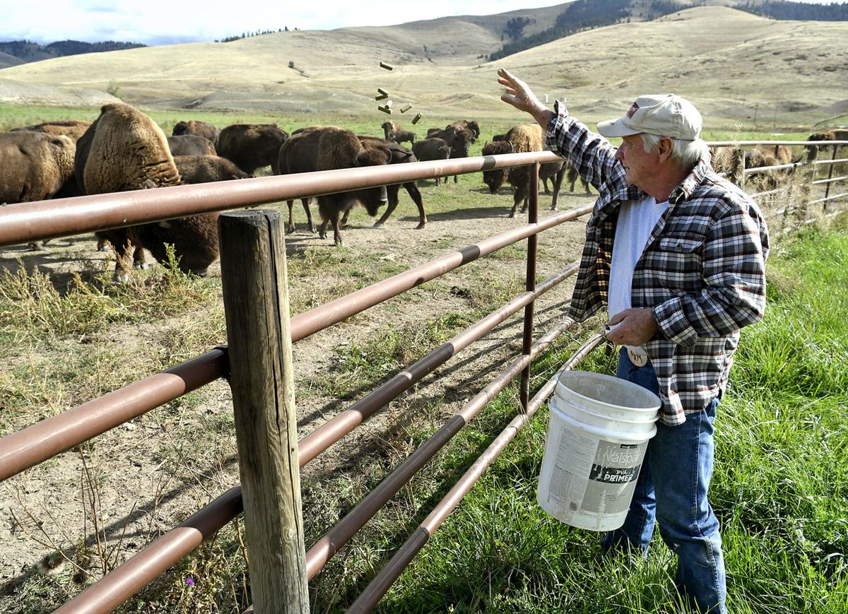 Raising bison Dixon rancher fulfilling lifelong dream Local News