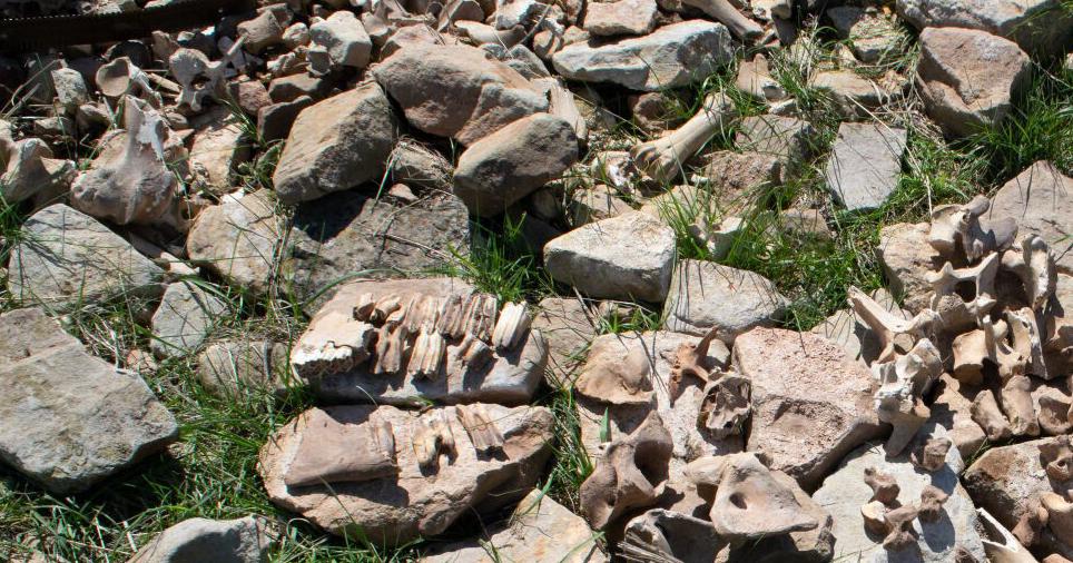 Montana bison kill site's abandonment tied to drought, cultural hunting shift