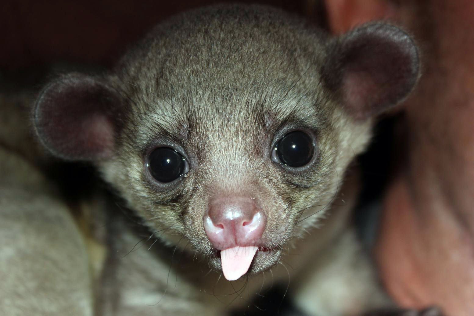 No kinkajou for you Montana won t allow exotic animal as pet