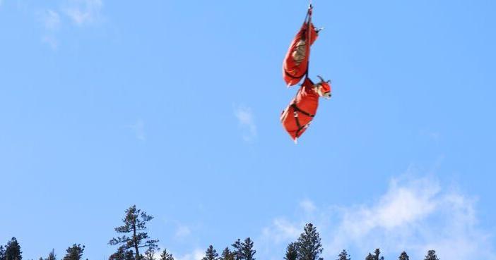 When sheep fly: Biologists test bighorn sheep for pathogens - Vimarsana News