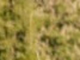 Wild Horse Roundup Captures 131 Montana Mustangs State Regional Missoulian Com