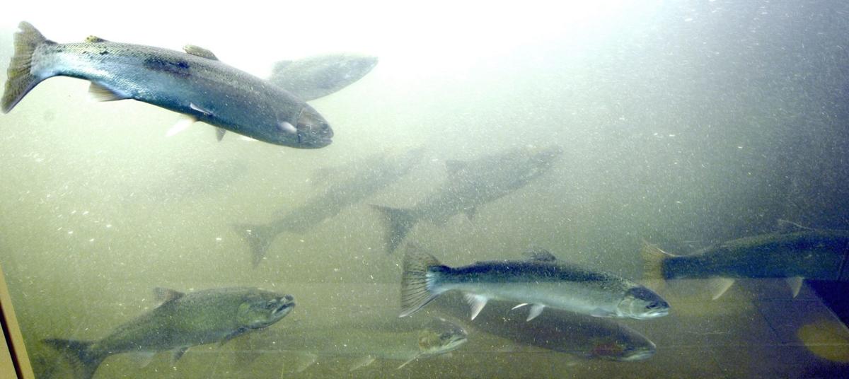 Fish ladder