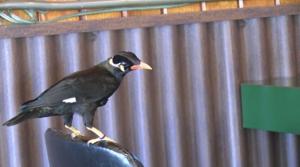 Beloved talking bird flies the coop from western Montana bar