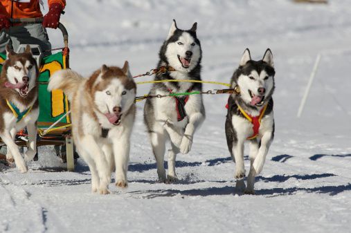 West Yellowstone hosts new sled dog race